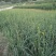 干黄菜