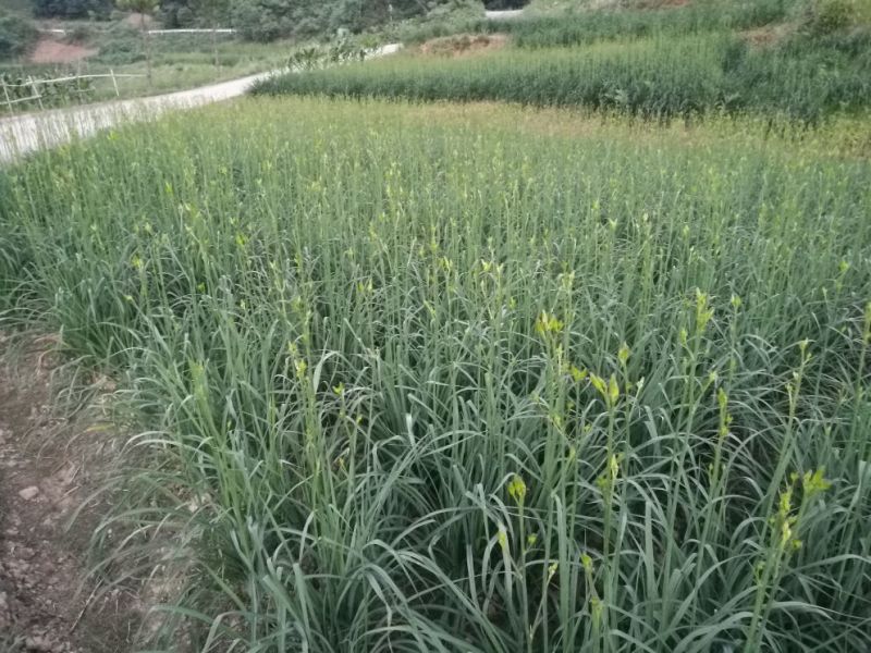 干黄菜