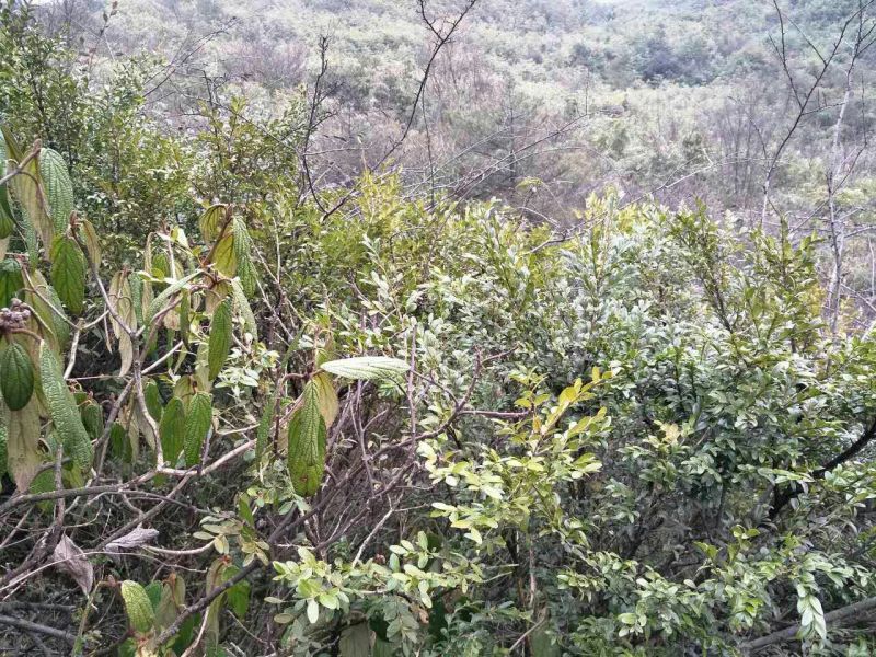 黄杨树桩5cm以下