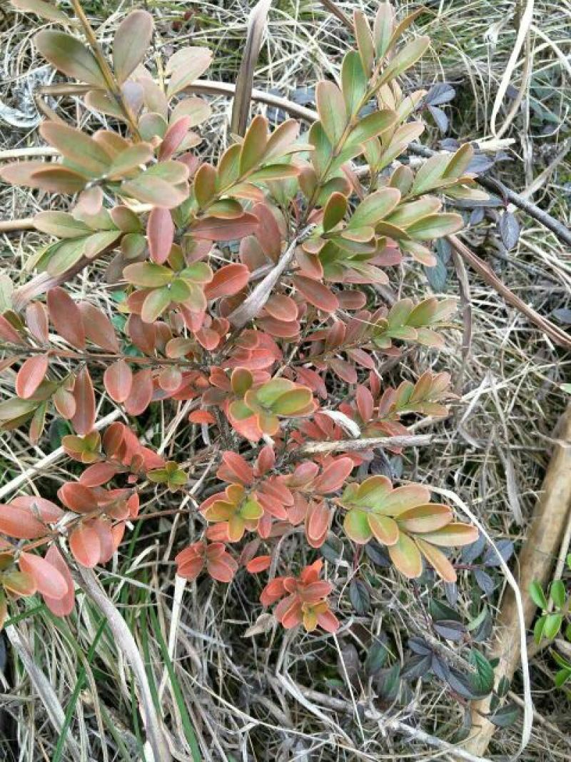 黄杨树桩5cm以下