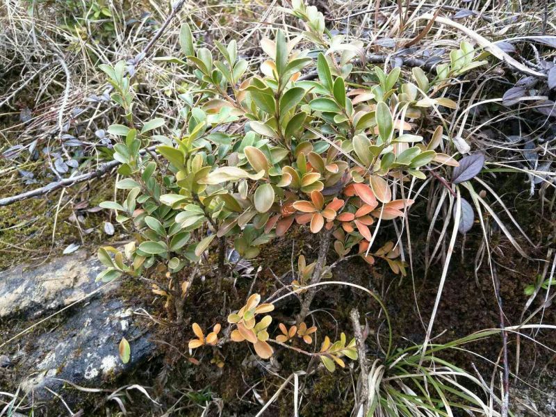 黄杨树桩5cm以下