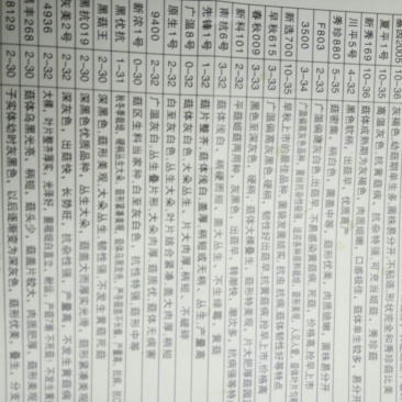 平菇菌种原种