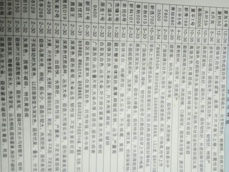 平菇菌种原种