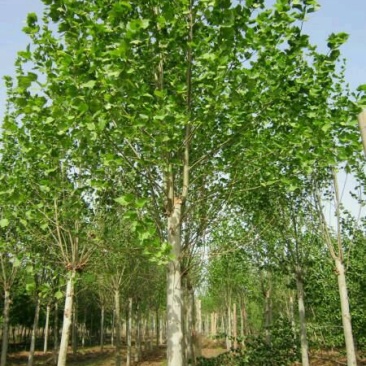 法桐1~2米6~8cm6~8cm2.5~3米