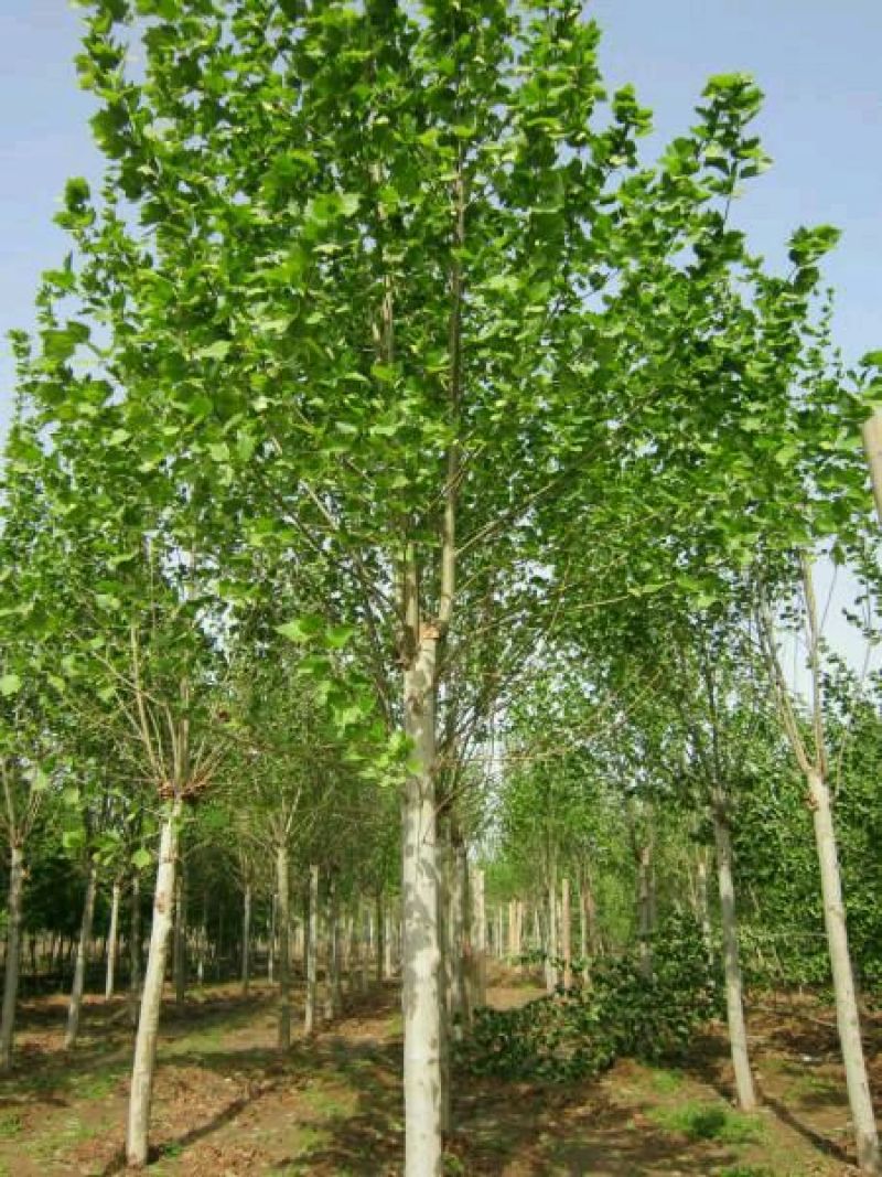 法桐1~2米6~8cm6~8cm2.5~3米