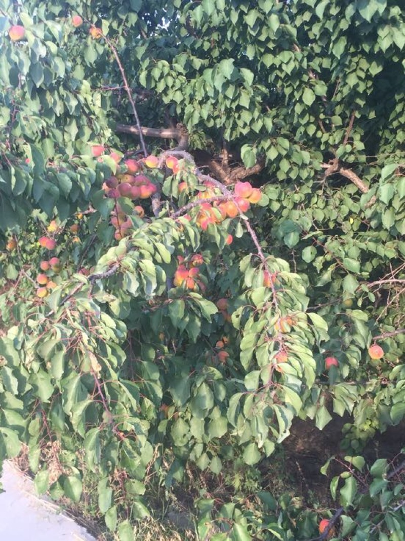 串枝红杏