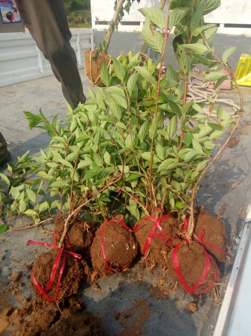 江苏木绣基地苗圃直销规格齐全无中介