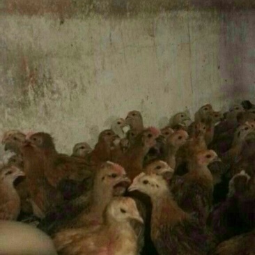麻鸡6月以下，出壳苗，脱温苗，