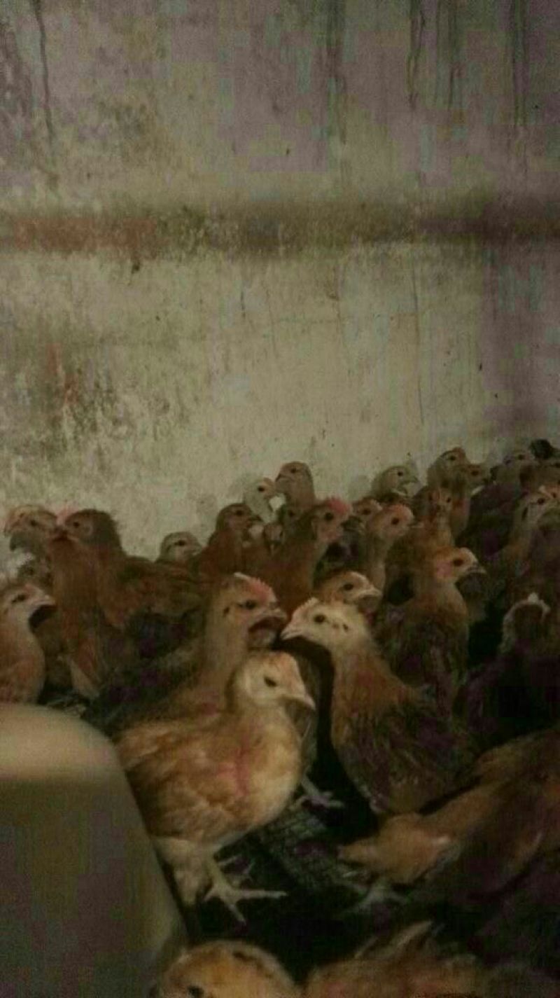 麻鸡6月以下，出壳苗，脱温苗，