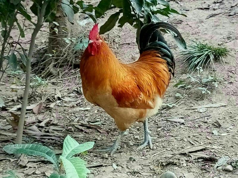 麻鸡6月以下，出壳苗，脱温苗，