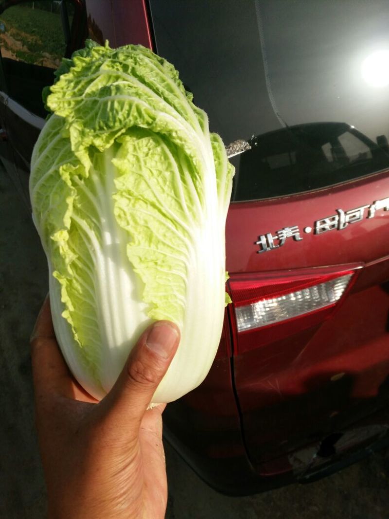 娃娃菜10两以上以上