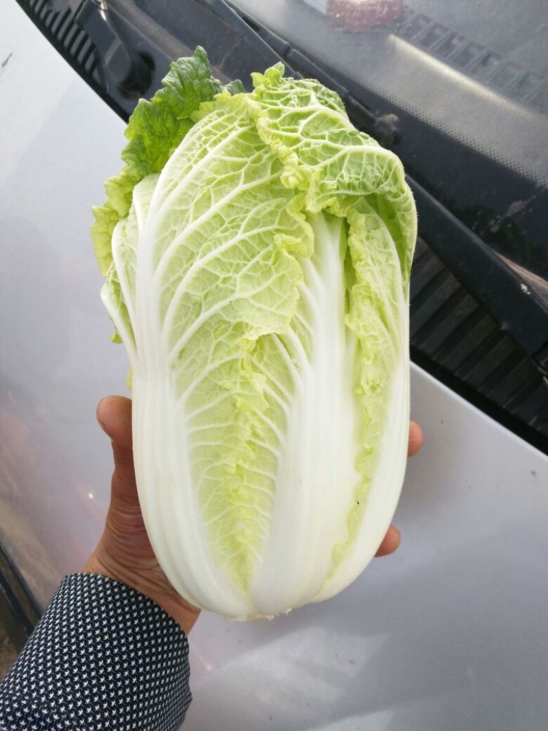 娃娃菜10两以上以上