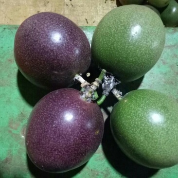 百香果70~80g紫果