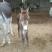架子驴200~400斤