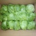 结球生菜1斤以上