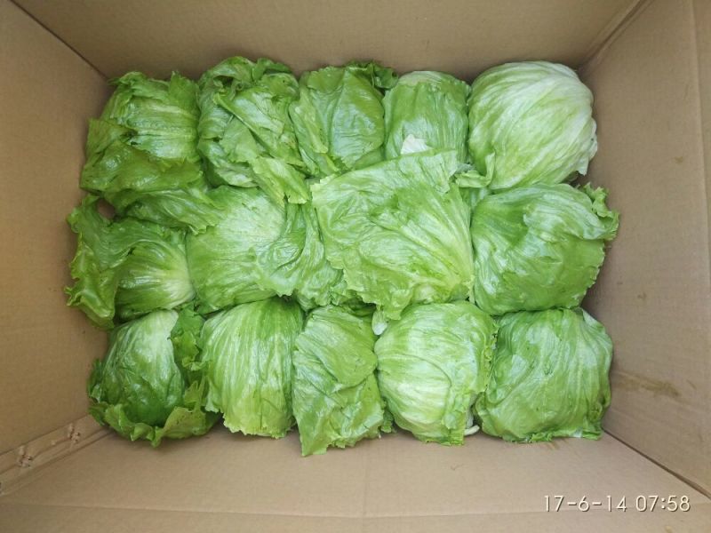 结球生菜1斤以上