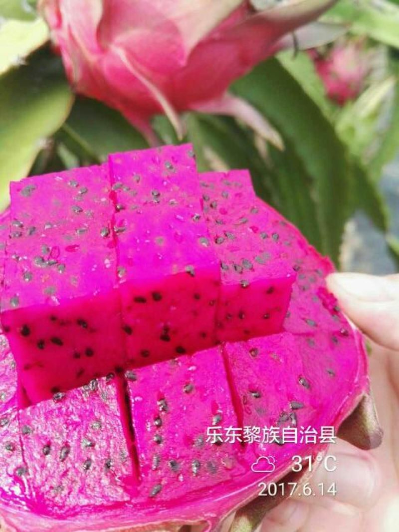 金都1号火龙果大（7两以上）