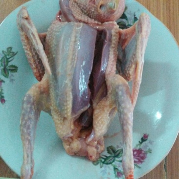 鸽子500~600g