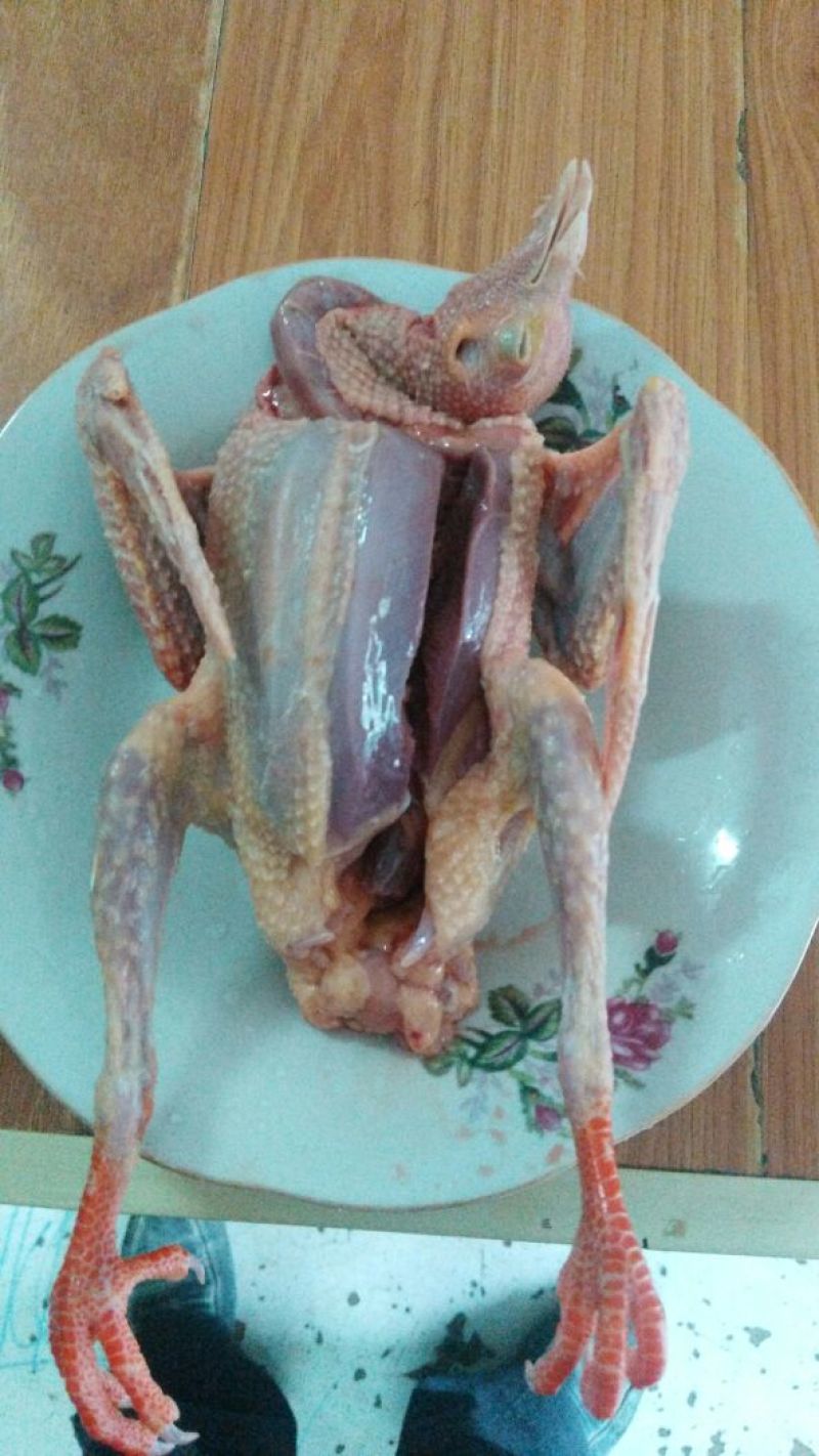 鸽子500~600g