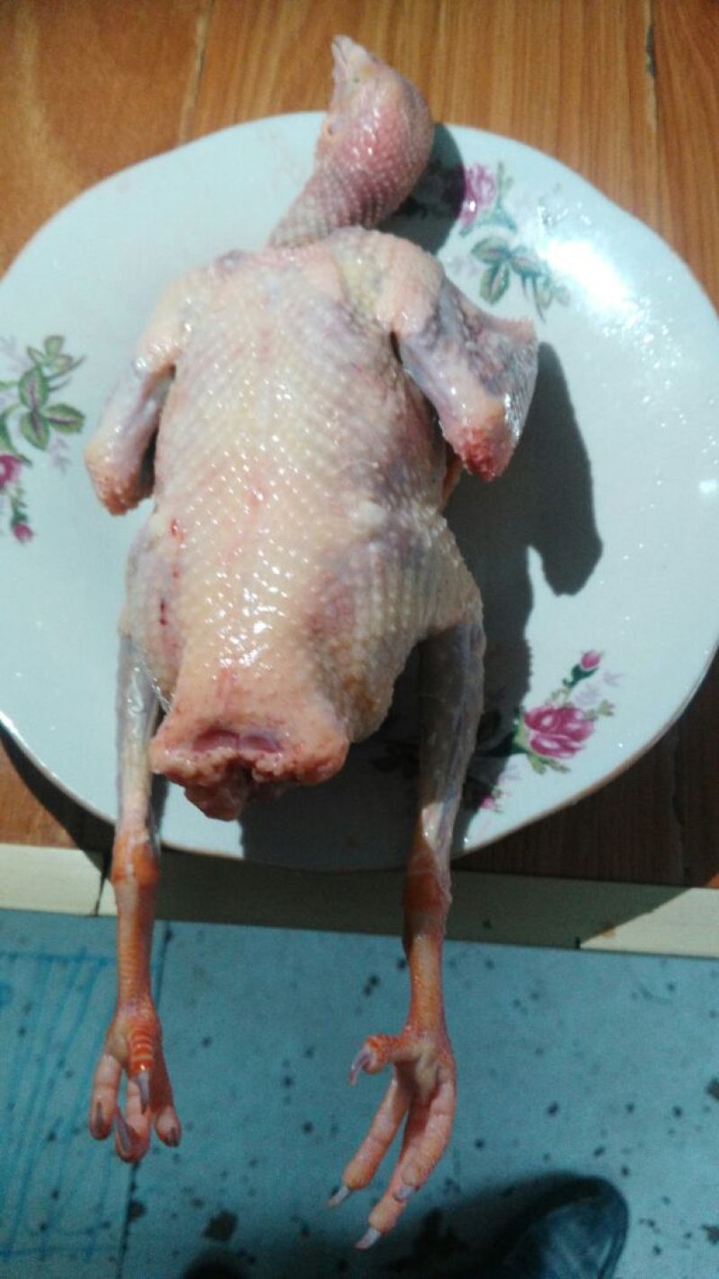 鸽子500~600g