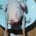 鸽子500~600g