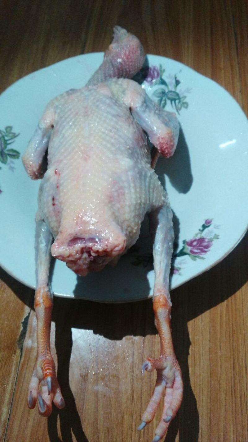 鸽子500~600g