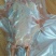 鸽子500~600g
