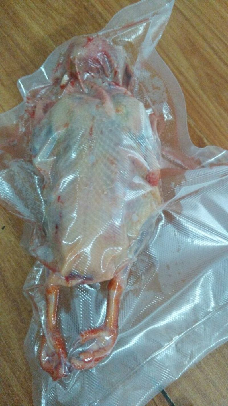 鸽子500~600g