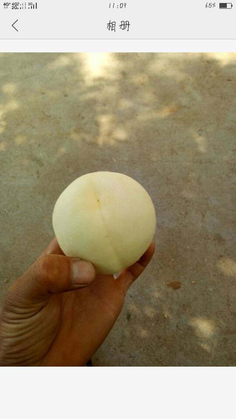 白桃蒙阴蜜桃支持视频看货产地直发，对接电商平台支持一件代