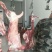 普通羊肉否不带骨绵羊肉