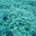 双季树莓苗80cm以上