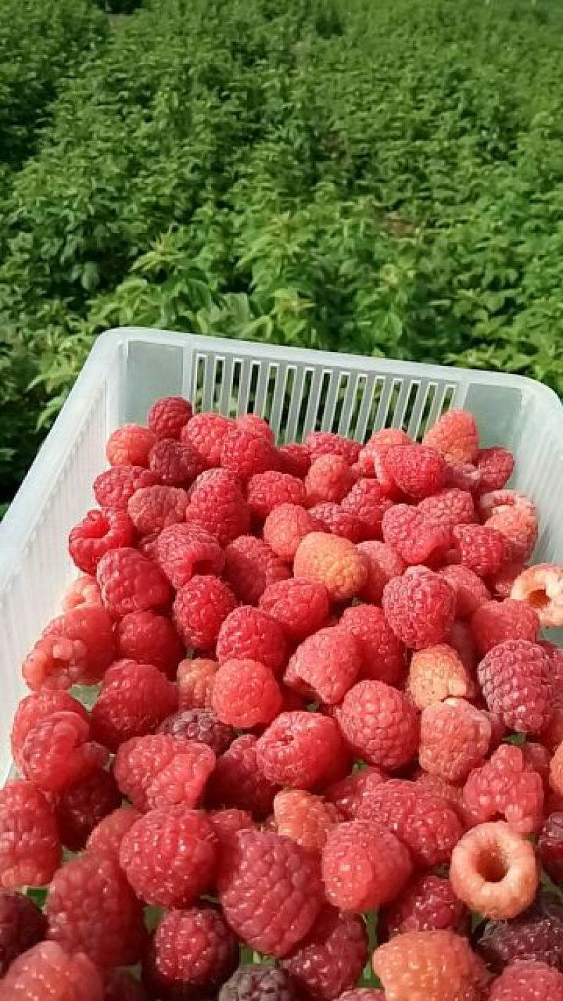 双季树莓苗80cm以上