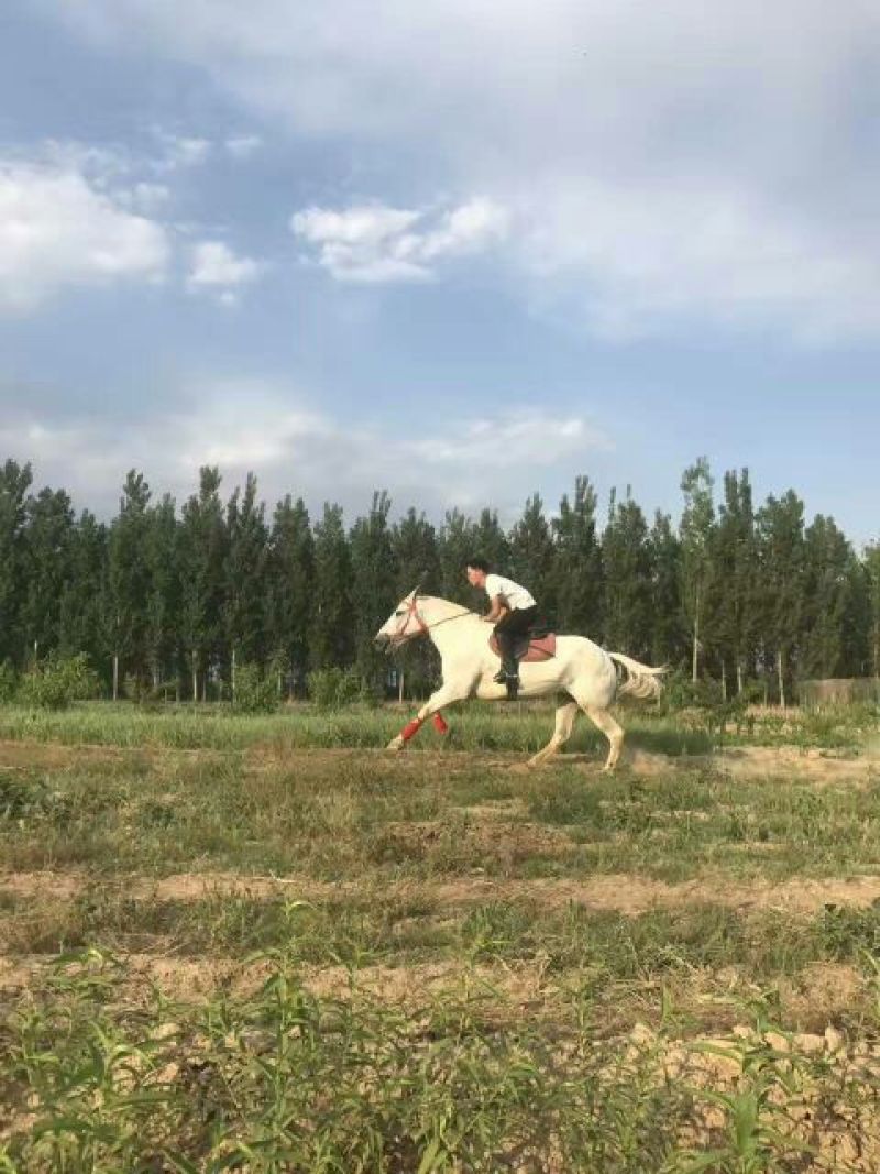 肉马游客骑乘，拉车