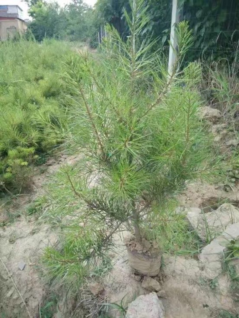白皮松