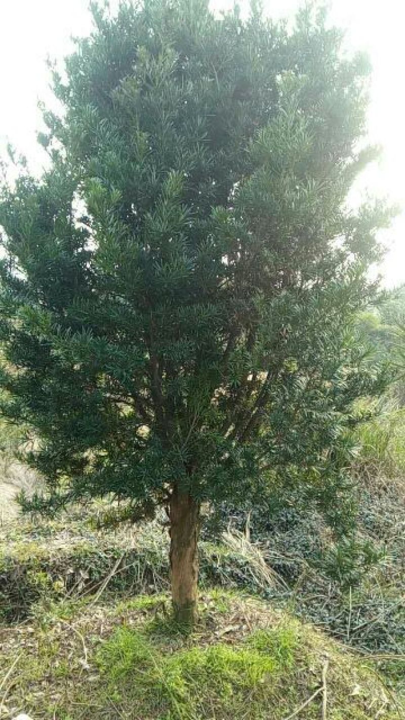 地径木荷2~4cm2.5~3m容器苗