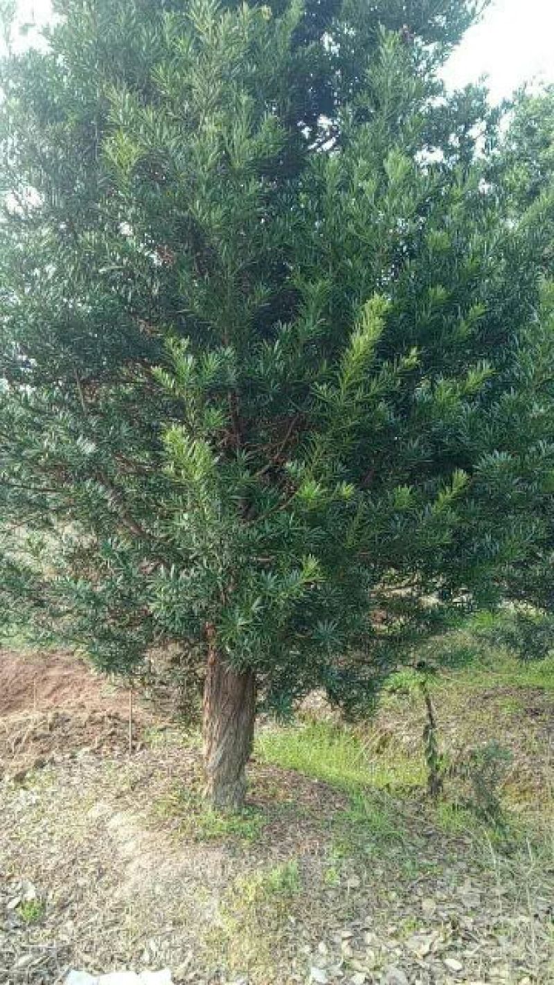 地径木荷2~4cm2.5~3m容器苗