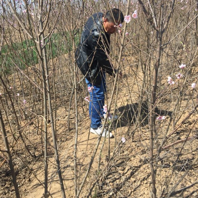 桃树苗