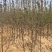 苹果树苗