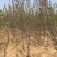 苹果树苗