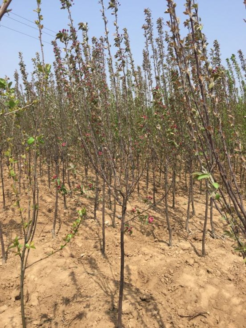 苹果树苗