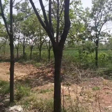 柿树