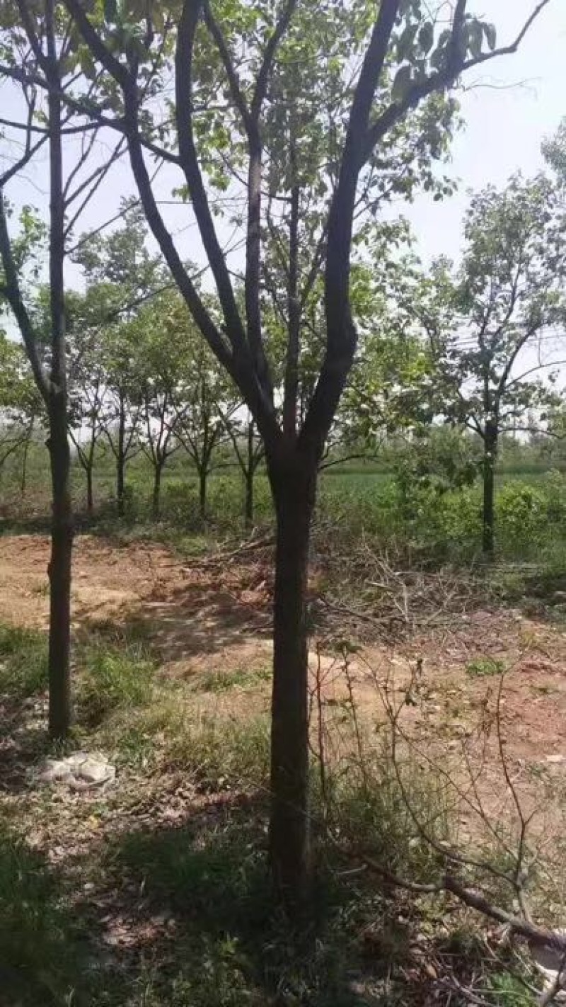 柿树
