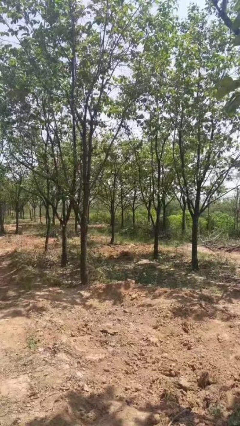 柿树