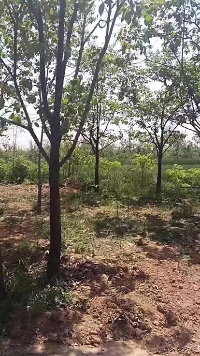 柿树