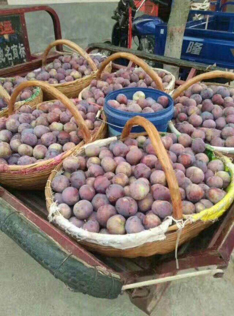 大总统李子【正品保证】新鲜水果应季批发欢迎来电咨询