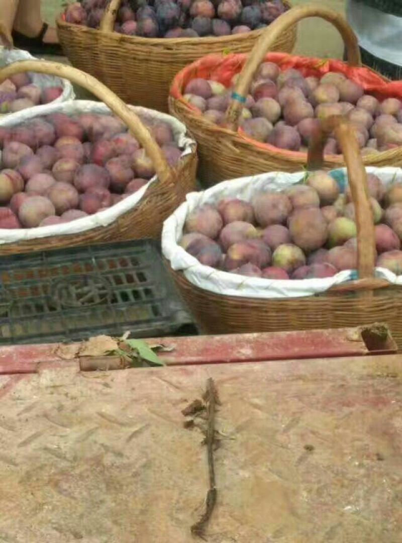 大总统李子【正品保证】新鲜水果应季批发欢迎来电咨询