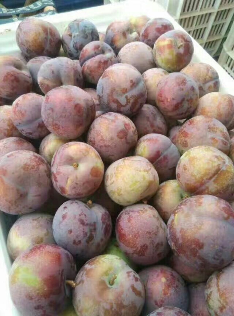 大总统李子【正品保证】新鲜水果应季批发欢迎来电咨询