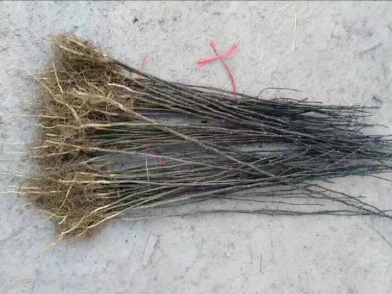 花椒树苗大红袍花椒苗四川食用麻椒南方北方种植盆栽地栽当年