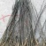 花椒树苗大红袍花椒苗四川食用麻椒南方北方种植盆栽地栽当年