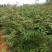 花椒树苗大红袍花椒苗四川食用麻椒南方北方种植盆栽地栽当年